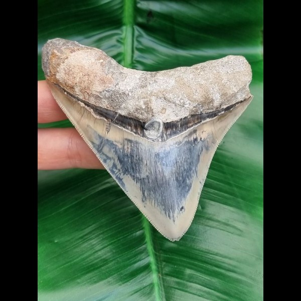 11,0 cm seltener, posteriorer Zahn des Megalodon aus Bali