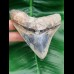 11,0 cm seltener, posteriorer Zahn des Megalodon aus Bali