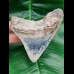 11,0 cm rare posterior tooth of Megalodon from Bali
