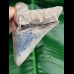 11,0 cm seltener, posteriorer Zahn des Megalodon aus Bali