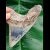 11,0 cm seltener, posteriorer Zahn des Megalodon aus Bali