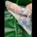 11,0 cm seltener, posteriorer Zahn des Megalodon aus Bali