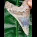 11,0 cm seltener, posteriorer Zahn des Megalodon aus Bali