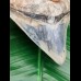 11,0 cm rare posterior tooth of Megalodon from Bali