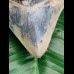 11,0 cm rare posterior tooth of Megalodon from Bali