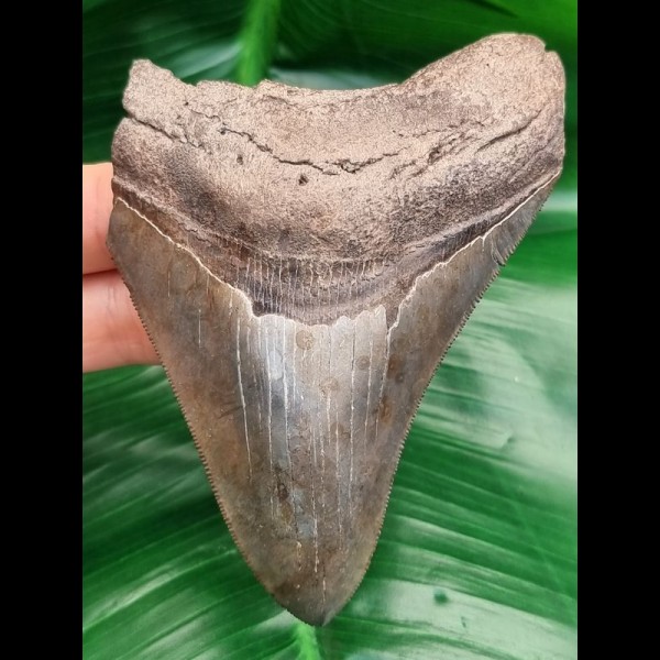 11,3 cm sharp great tooth of megalodon