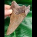 11,3 cm sharp great tooth of megalodon