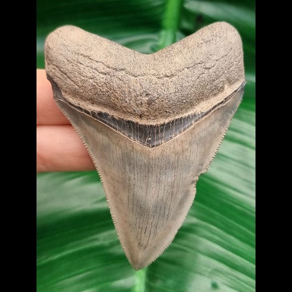 8,1 cm großer, scharfer Zahn des Megalodon mit toller Bourlette