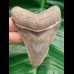 8.1 cm large sharp tooth of megalodon with great bourlette