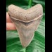 8,1 cm großer, scharfer Zahn des Megalodon mit toller Bourlette