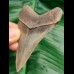 8,1 cm großer, scharfer Zahn des Megalodon mit toller Bourlette