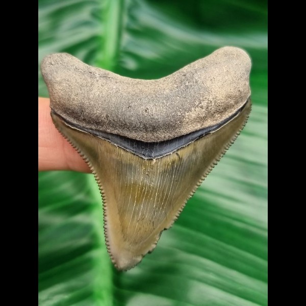 5,3 cm tooth of megalodon with great black bourlette from Florida