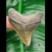 5,3 cm tooth of megalodon with great black bourlette from Florida