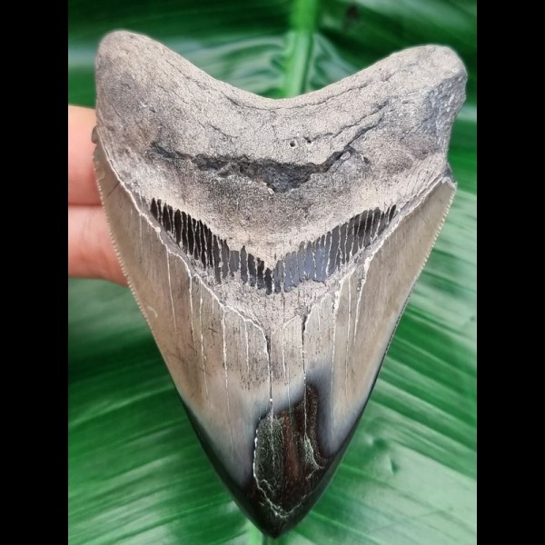 10,6 cm schöner Zahn des Megalodon mit polierter Spitze