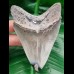 10,6 cm schöner Zahn des Megalodon mit polierter Spitze