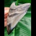 10,6 cm schöner Zahn des Megalodon mit polierter Spitze