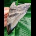 10,6 cm beautiful tooth of megalodon with polished tip