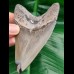 10,6 cm schöner Zahn des Megalodon mit polierter Spitze