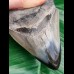 10,6 cm beautiful tooth of megalodon with polished tip