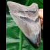 10,6 cm schöner Zahn des Megalodon mit polierter Spitze