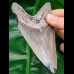 10,6 cm schöner Zahn des Megalodon mit polierter Spitze