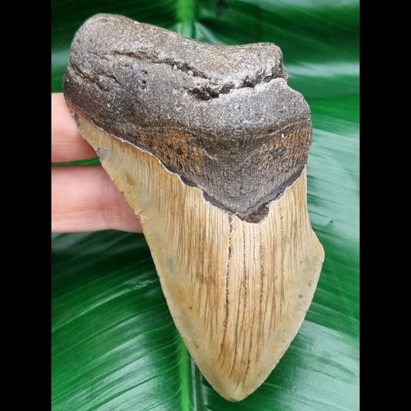 11,6 großes Zahnfragment des Megalodon