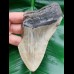 11.6 large tooth fragment of megalodon
