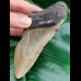 11.6 large tooth fragment of megalodon