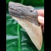 11.6 large tooth fragment of megalodon