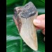 11.6 large tooth fragment of megalodon