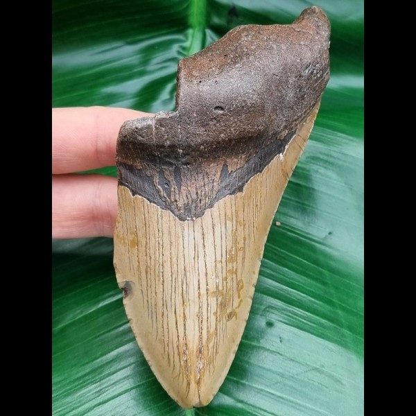 13,2 cm dolchförmiges Zahnfragment des Megalodon