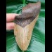 13.2 cm dagger-shaped tooth fragment of Megalodon