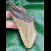 13.2 cm dagger-shaped tooth fragment of Megalodon