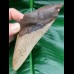 13.2 cm dagger-shaped tooth fragment of Megalodon
