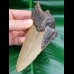 13,2 cm dolchförmiges Zahnfragment des Megalodon