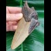 13.2 cm dagger-shaped tooth fragment of Megalodon