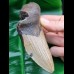 13.2 cm dagger-shaped tooth fragment of Megalodon