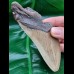 13.2 cm dagger-shaped tooth fragment of Megalodon