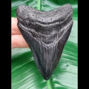 9,0 cm dark shiny tooth of megalodon