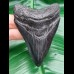 9,0 cm dunkler, glänzender Zahn des Megalodon