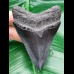 9,0 cm dunkler, glänzender Zahn des Megalodon