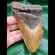 13.2 cm massive tooth fragment of Megalodon