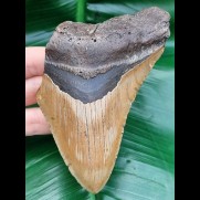 12,3 cm breites Zahnfragment des Megalodon