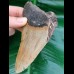 12.3 cm wide tooth fragment of Megalodon
