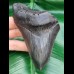11,4 cm blue - gray tooth of megalodon
