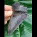 11,4 cm blue - gray tooth of megalodon