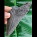 11,4 cm blau - grauer Zahn des Megalodon