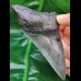 11,4 cm blue - gray tooth of megalodon