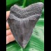 10,9 cm blau - schwarzer Zahn des Megalodon