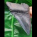 10,9 cm blau - schwarzer Zahn des Megalodon